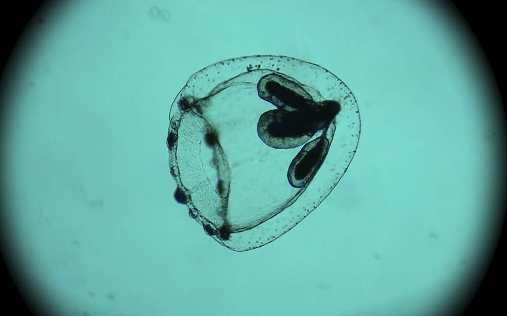 Spira Mirabilis